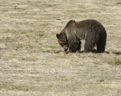 Bear, Grizzly-042209-Roaring Mountain, Obsidian Creek, YNP-#0388.jpg