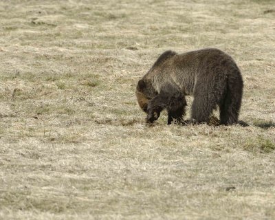 Bear, Grizzly-042209-Roaring Mountain, Obsidian Creek, YNP-#0390.jpg