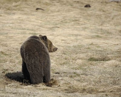 Bear, Grizzly-042209-Roaring Mountain, Obsidian Creek, YNP-#0437.jpg