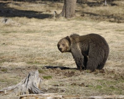 Bear, Grizzly-042209-Roaring Mountain, Obsidian Creek, YNP-#0533.jpg