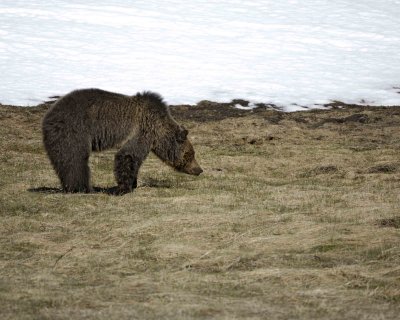 Bear, Grizzly-042209-Roaring Mountain, Obsidian Creek, YNP-#0623.jpg
