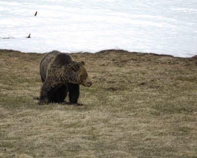 Bear, Grizzly-042209-Roaring Mountain, Obsidian Creek, YNP-#0663.jpg