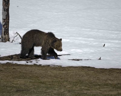 Bear, Grizzly-042209-Roaring Mountain, Obsidian Creek, YNP-#0775.jpg