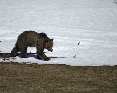 Bear, Grizzly-042209-Roaring Mountain, Obsidian Creek, YNP-#0776.jpg