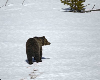 Bear, Grizzly-042209-Roaring Mountain, Obsidian Creek, YNP-#0811.jpg