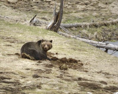 Bear, Grizzly-042309-Obsidian Creek, YNP-#0247.jpg