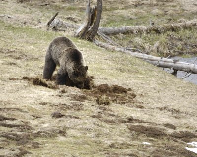 Bear, Grizzly-042309-Obsidian Creek, YNP-#0250.jpg