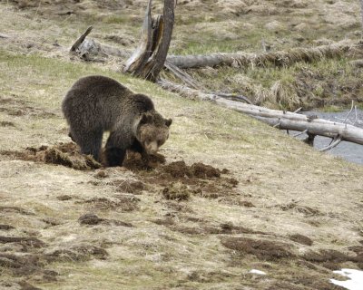 Bear, Grizzly-042309-Obsidian Creek, YNP-#0257.jpg