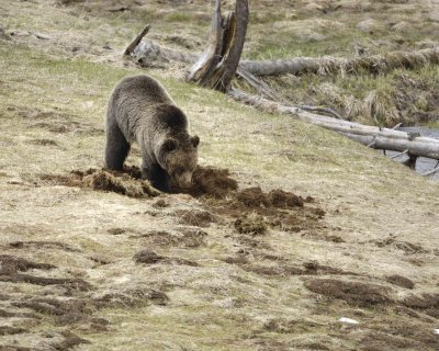Bear, Grizzly-042309-Obsidian Creek, YNP-#0262.jpg