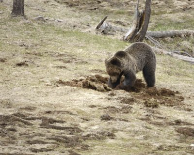 Bear, Grizzly-042309-Obsidian Creek, YNP-#0270.jpg