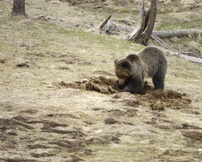 Bear, Grizzly-042309-Obsidian Creek, YNP-#0272.jpg