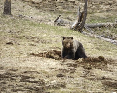 Bear, Grizzly-042309-Obsidian Creek, YNP-#0290.jpg