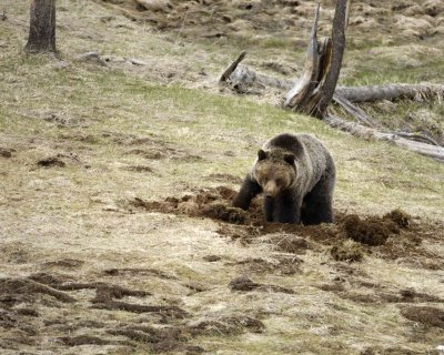 Bear, Grizzly-042309-Obsidian Creek, YNP-#0300.jpg