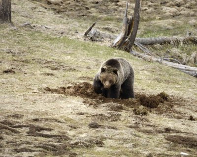 Bear, Grizzly-042309-Obsidian Creek, YNP-#0301.jpg