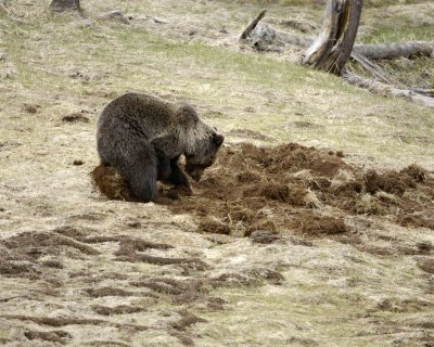 Bear, Grizzly-042309-Obsidian Creek, YNP-#0345.jpg