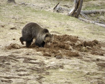 Bear, Grizzly-042309-Obsidian Creek, YNP-#0347.jpg