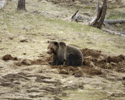 Bear, Grizzly-042309-Obsidian Creek, YNP-#0368.jpg