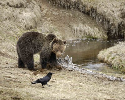 Bear, Grizzly-042309-Obsidian Creek, YNP-#0753.jpg