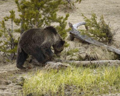 Bear, Grizzly-042309-Obsidian Creek, YNP-#0781.jpg