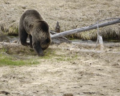 Bear, Grizzly-042309-Obsidian Creek, YNP-#0789.jpg