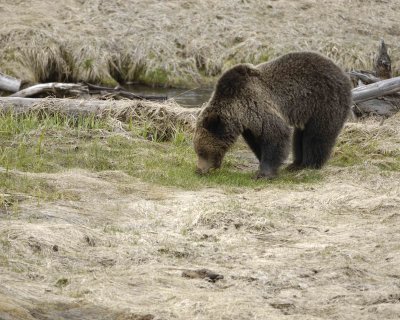 Bear, Grizzly-042309-Obsidian Creek, YNP-#0814.jpg