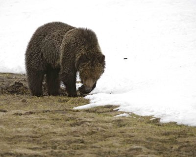 Bear, Grizzly-042309-Obsidian Creek, YNP-#1475.jpg