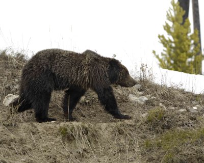 Bear, Grizzly-042309-Obsidian Creek, YNP-#1562.jpg