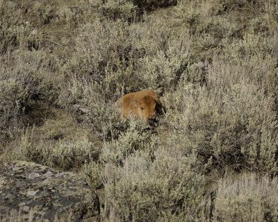 Bison, Calf, hiding in Sage-042009-Little America, YNP-#0636.jpg