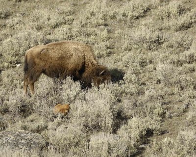 Bison, Cow & Calf, hiding in Sage-042009-Little America, YNP-#0650.jpg