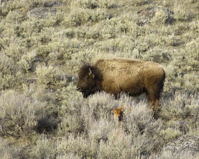 Bison, Cow & Calf, hiding in Sage-042009-Little America, YNP-#0660.jpg