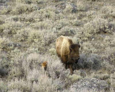 Bison, Cow & Calf, hiding in Sage-042009-Little America, YNP-#0664.jpg