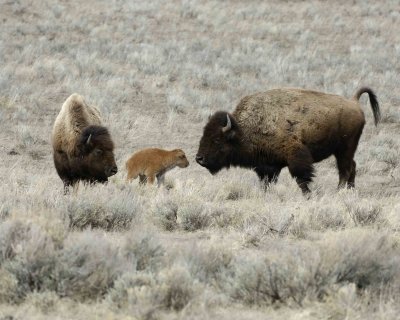 Bison, Two Cows & Calf-042009-Little America, YNP-#0356.jpg