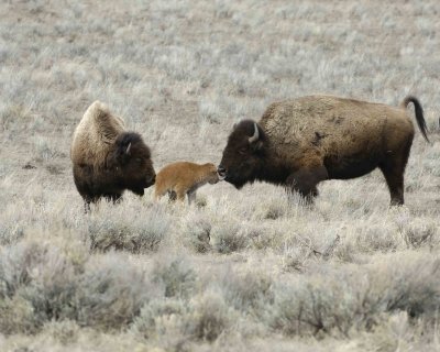 Bison, Two Cows & Calf-042009-Little America, YNP-#0358.jpg