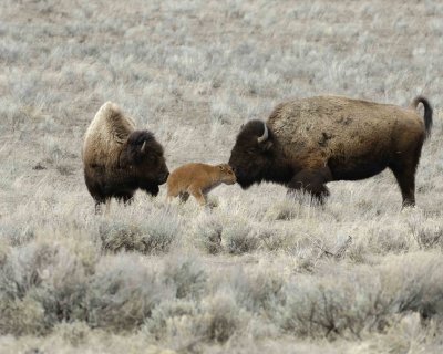 Bison, Two Cows & Calf-042009-Little America, YNP-#0359.jpg