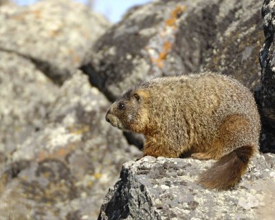 Marmot, Yellow Bellied-042109-Blacktail Plateau, YNP-#0121.jpg