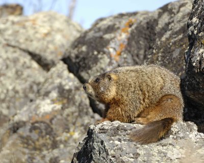 Marmot, Yellow Bellied-042109-Blacktail Plateau, YNP-#0153.jpg