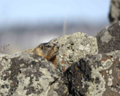 Marmot, Yellow Bellied-042109-Blacktail Plateau, YNP-#0163.jpg