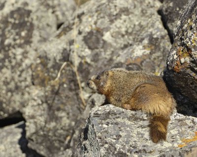Marmot, Yellow Bellied-042109-Blacktail Plateau, YNP-#0177.jpg