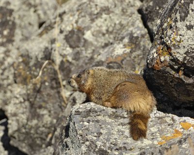 Marmot, Yellow Bellied-042109-Blacktail Plateau, YNP-#0182.jpg
