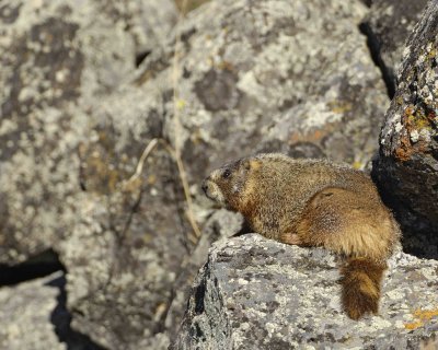 Marmot, Yellow Bellied-042109-Blacktail Plateau, YNP-#0185.jpg