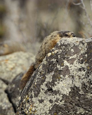 Marmot, Yellow Bellied-042109-Blacktail Plateau, YNP-#0196.jpg