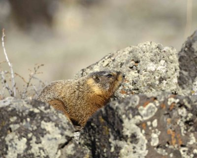 Marmot, Yellow Bellied-042109-Blacktail Plateau, YNP-#0199.jpg