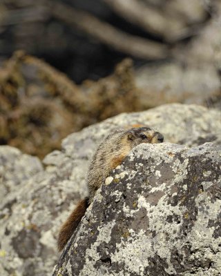 Marmot, Yellow Bellied-042109-Blacktail Plateau, YNP-#0203.jpg