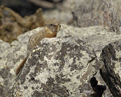Marmot, Yellow Bellied-042109-Blacktail Plateau, YNP-#0209.jpg