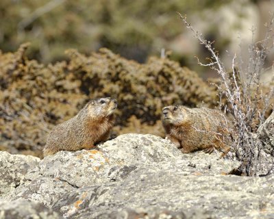 Marmot, Yellow Bellied-042109-Blacktail Plateau, YNP-#0224.jpg