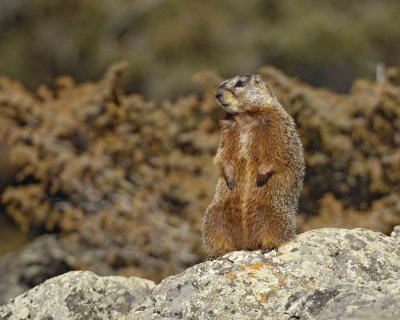 Marmot, Yellow Bellied-042109-Blacktail Plateau, YNP-#0267.jpg