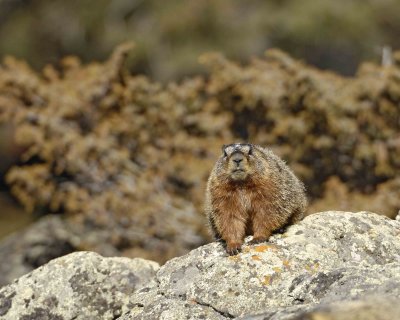 Marmot, Yellow Bellied-042109-Blacktail Plateau, YNP-#0271.jpg