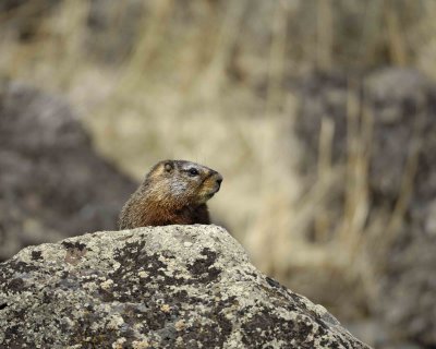 Marmot, Yellow Bellied-042109-Blacktail Plateau, YNP-#0593.jpg