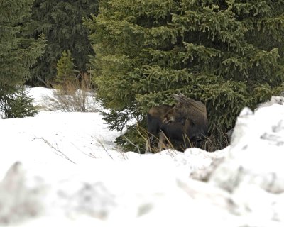 Moose, Cow-042209-Soda Butte Creek, Cooke City, MT-#0168.jpg