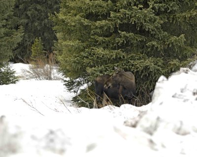 Moose, Cow-042209-Soda Butte Creek, Cooke City, MT-#0170.jpg